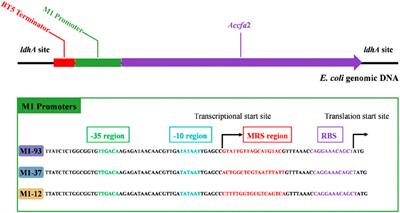 Improving acid resistance of Escherichia coli base on the CfaS-mediated membrane engineering strategy derived from extreme acidophile